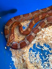 Serpente, Pantherophis guttatus