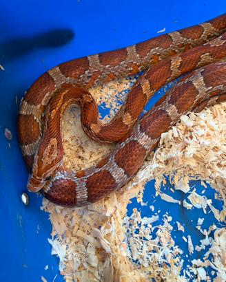 Serpente, Pantherophis guttatus