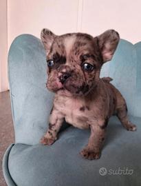 Bulldog francese merle