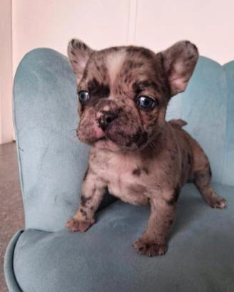 Bulldog francese merle