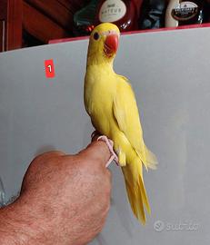 Parrocchetto dal collare lutino
