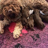 Cuccioli lagotto romagnolo