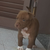 Cuccioli Pitbull stupendi
