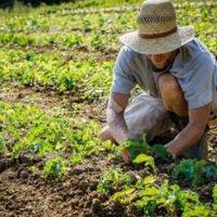 Terreno Agricolo a Martellago