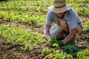 Terreno Agricolo a Martellago