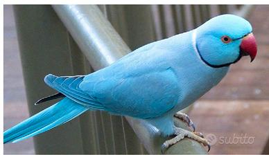 Parrocchetto dal collare 2021