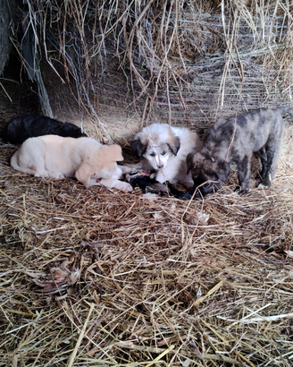 Cagnolini
