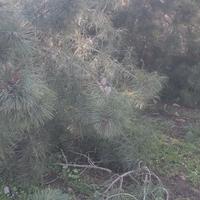 Conifere, pini, abeti, eucalipti 