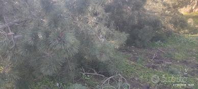 Conifere, pini, abeti, eucalipti 