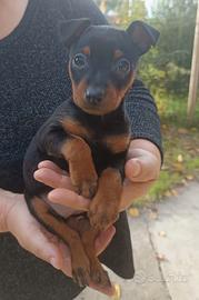 PINSCHER MINI con pedigree ENCI
