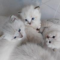 Cuccioli incrocio siamese e ragdoll