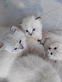 Cuccioli incrocio siamese e ragdoll