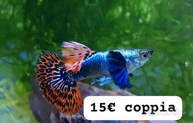 Guppy Show acquario