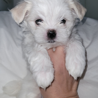 Maltesi con Pedigree