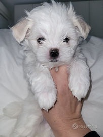 Maltesi con Pedigree