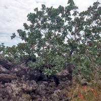 Terreno agricolo Pistacchieto Bronte