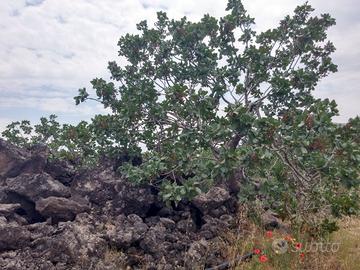 Terreno agricolo Pistacchieto Bronte