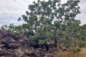 Terreno agricolo Pistacchieto Bronte