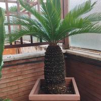 pianta cycas