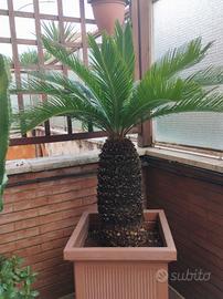 pianta cycas