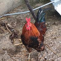 Galli siciliani coronati