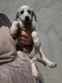 Cuccioli taglia medio piccola