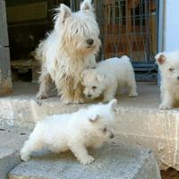 West Highland white terrier