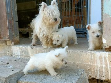 West Highland white terrier