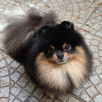 Accopiamento spitz tedesco nano