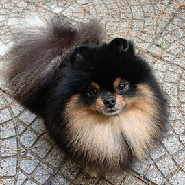 Accopiamento spitz tedesco nano