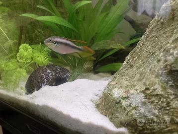 Pelvicracromis pulcher pulker