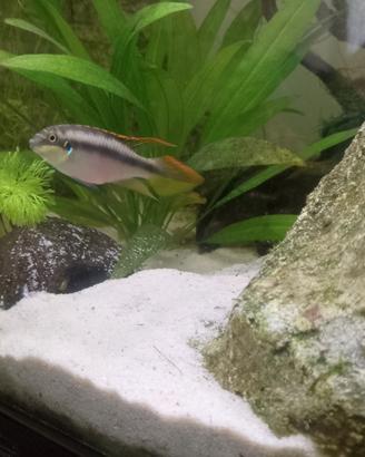 Pelvicracromis pulcher pulker