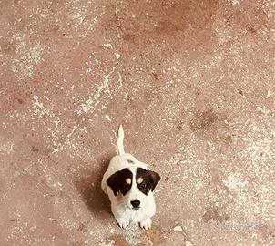 Cucciolo senza tetto