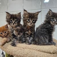 Cuccioli di Maine Coon