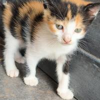 Bimbi pelosi in adozione