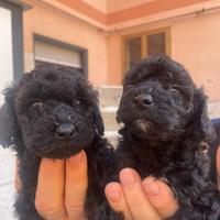 Ultime cucciole di barboncino toy