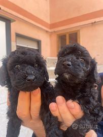 Ultime cucciole di barboncino toy