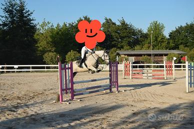 Cavallo per salto e dressage