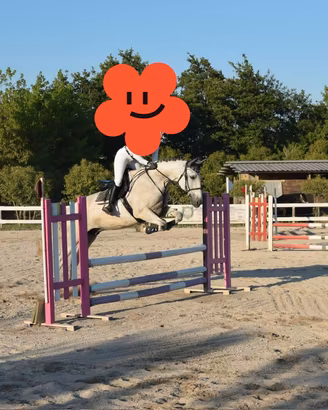 Cavallo per salto e dressage