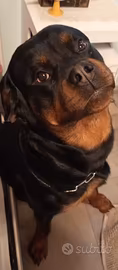 Rottweiler per monta