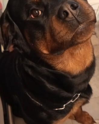 Rottweiler per monta