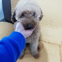 Barboncino nano per accoppiamento