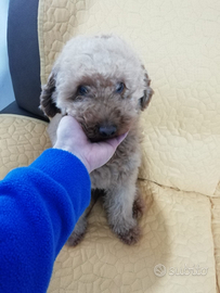 Barboncino nano per accoppiamento