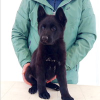 Cucciolo maschio di pastore tedesco nero