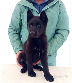 Cucciolo maschio di pastore tedesco nero