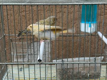 Verdoni Ambra