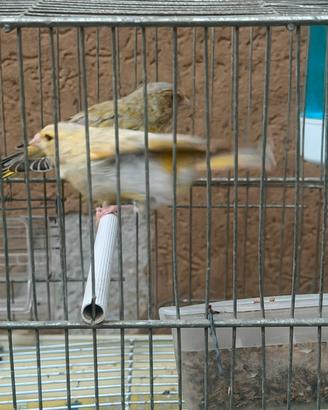 Verdoni Ambra