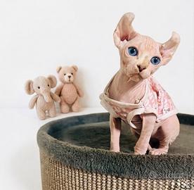 Sphynx elf