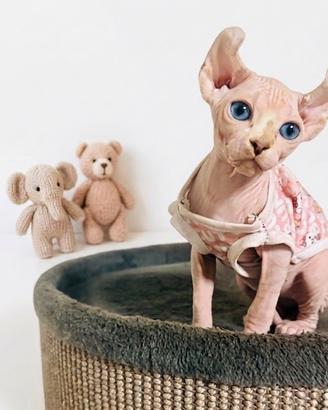 Sphynx elf