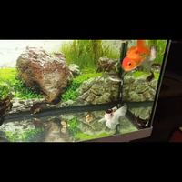 Pesci Oranda testa di leone ,e Pesci Telescopio